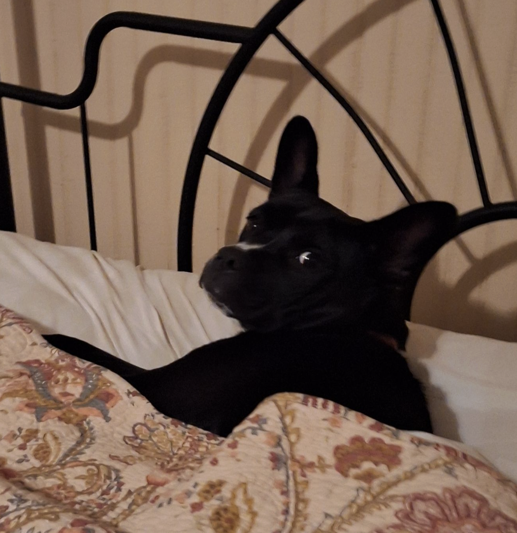 🐶❤️🐶 What does it mean when a dog sighs? 🐶❤️🐶 