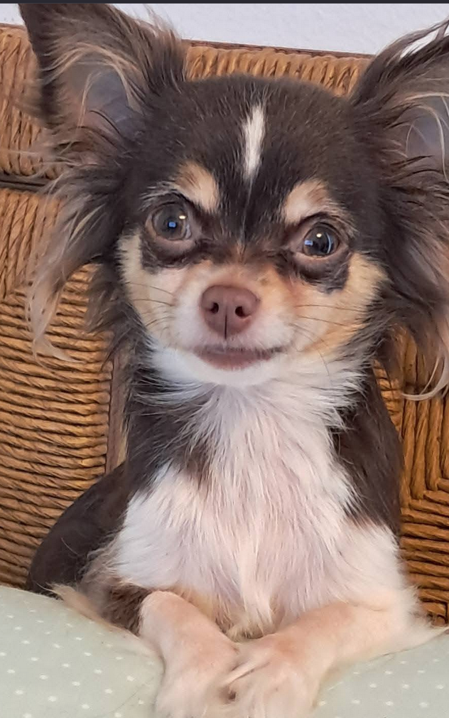 🐶❤️🐶 Why do little dogs shake? 🐶❤️🐶 