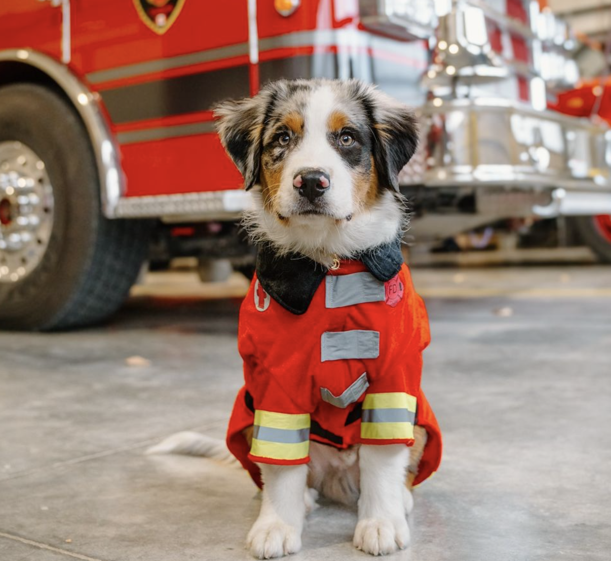 🐶❤️🐶 This brave pup looks like a real hero! 🐶❤️🐶   