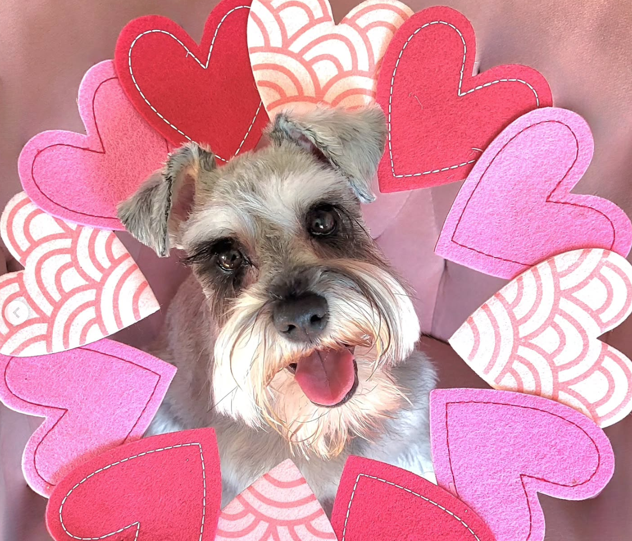 🐶❤️🐶 Why does my dog sniff my face?🐶❤️🐶 