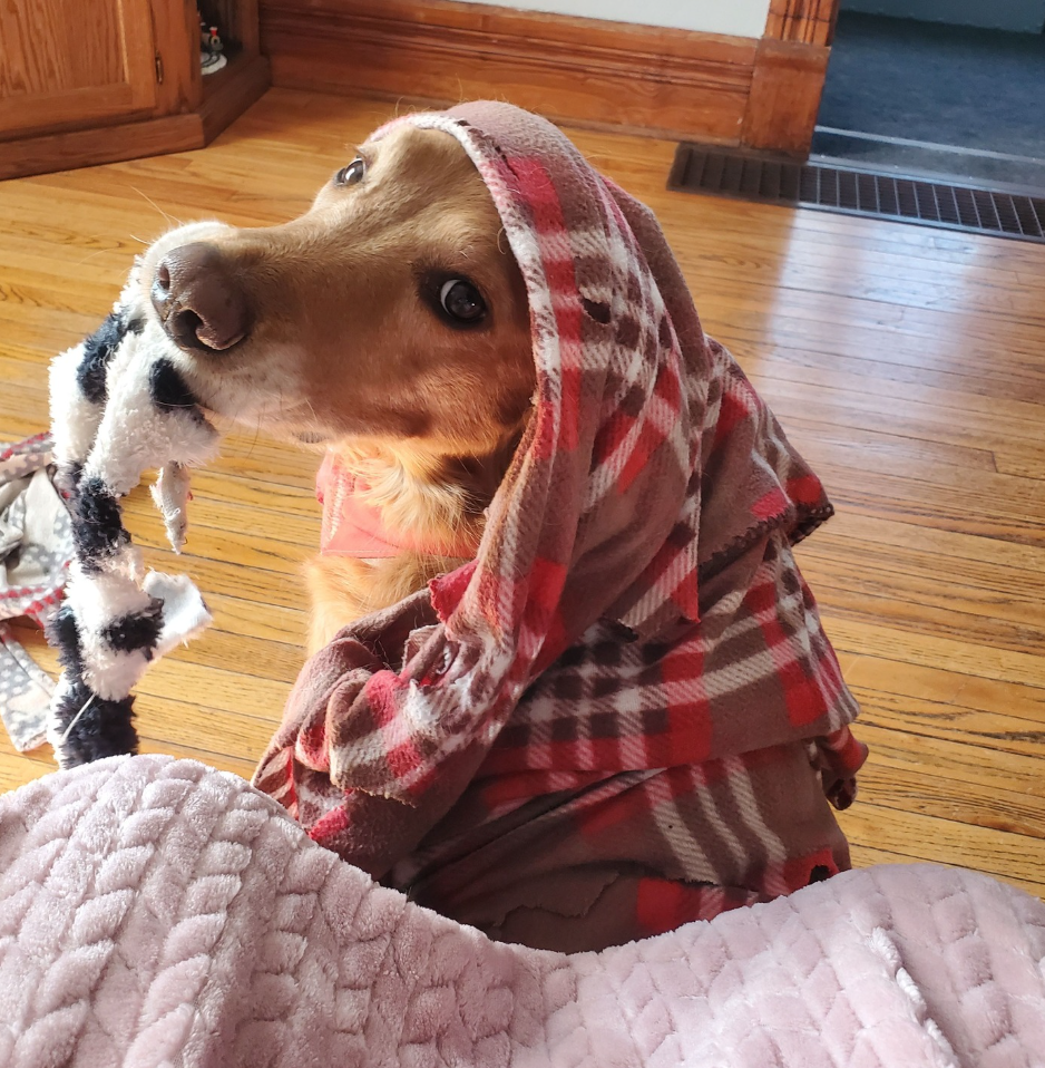 🐶❤️🐶 Tips for living with an arthritic pup 🐶❤️🐶   