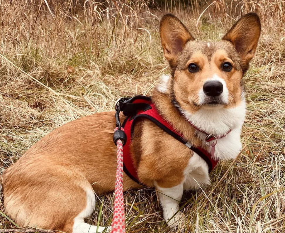 🐶❤️🐶 How Often Should You Wash Your Dog's Collar and Leash? 🐶❤️🐶 