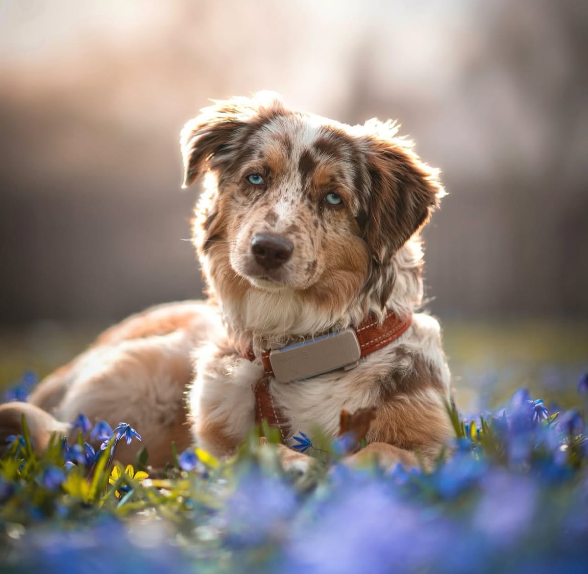 🐶❤️🐶 Why does one dog pee in the house if our other dog is let out first? 🐶❤️🐶 