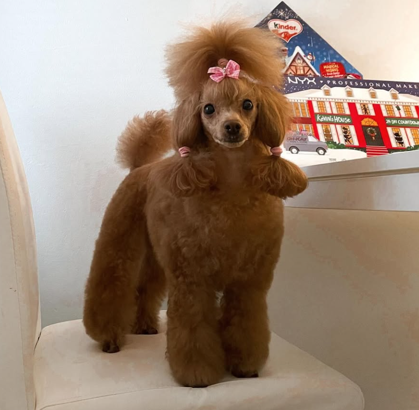🐶❤️🐶 How can I make grooming less stressful for my dog? 🐶❤️🐶