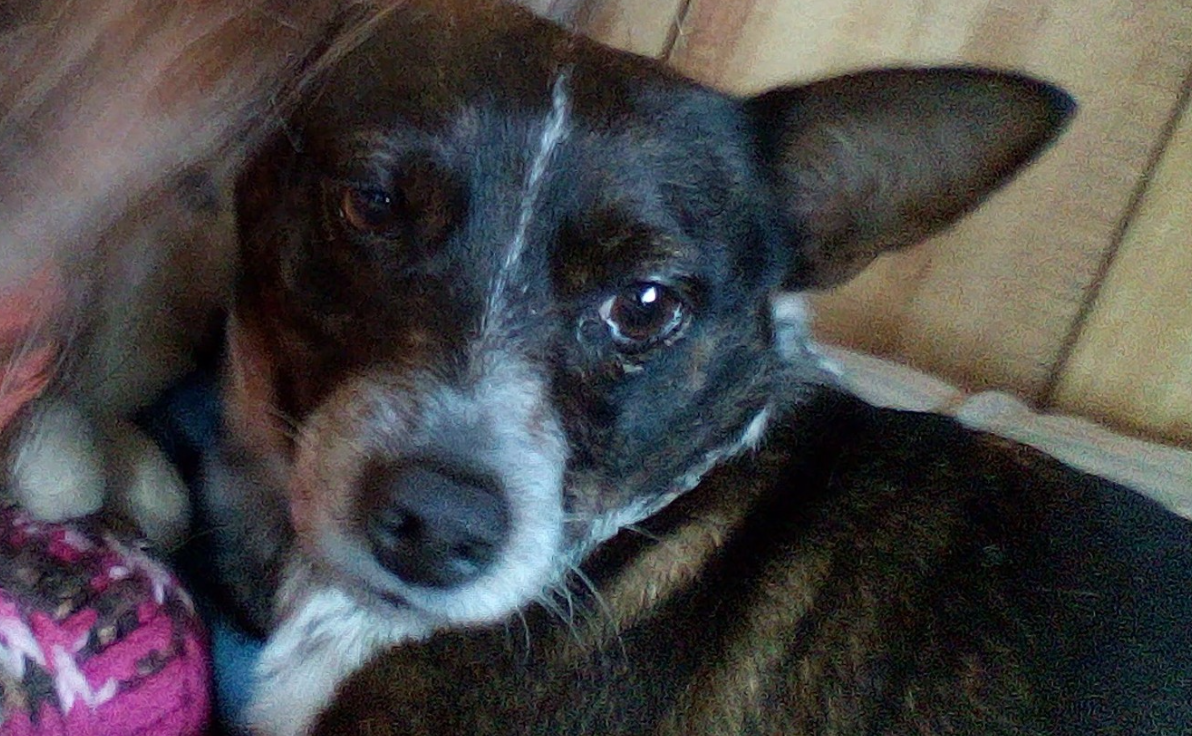 🐶❤️🐶 Ways to prevent dognapping  🐶❤️🐶