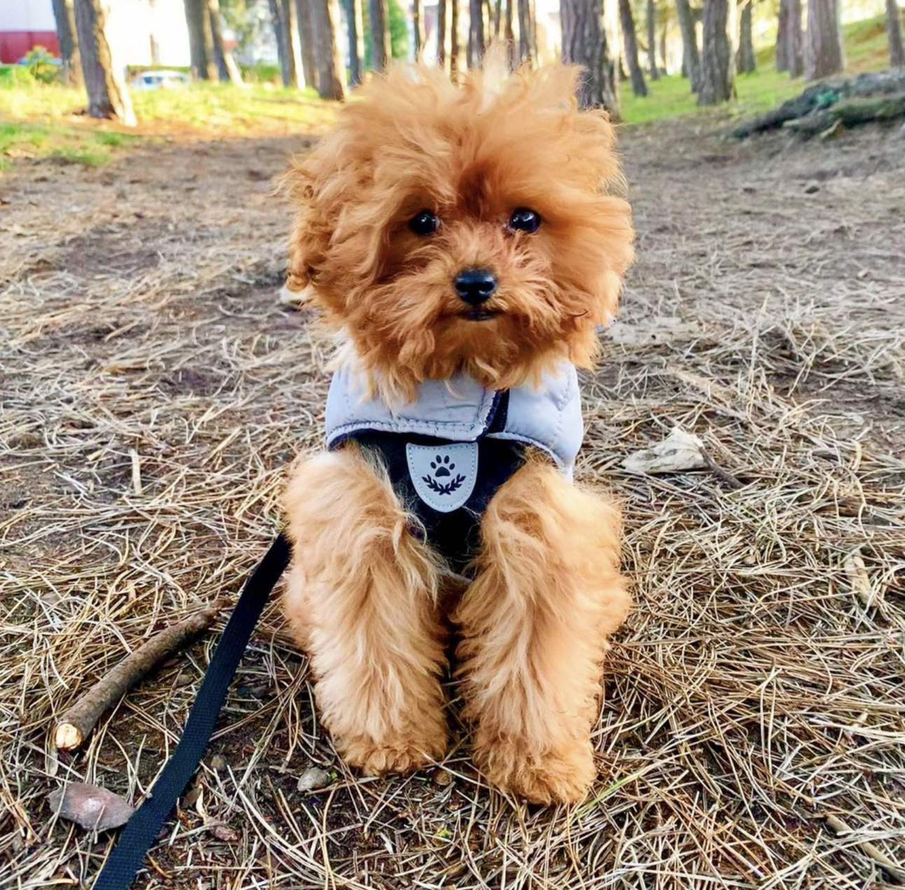 🐶❤️🐶 This pup is ready for the New Year! 🐶❤️🐶 