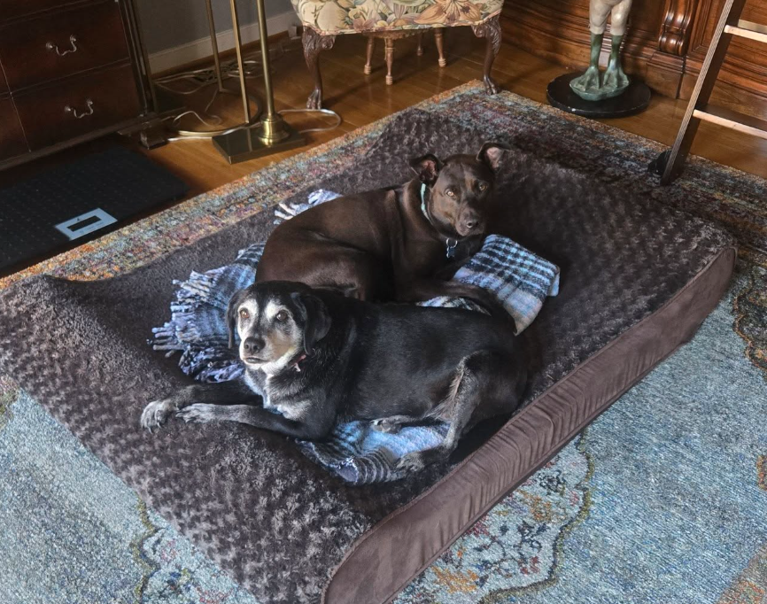 🐶❤️🐶 Why do dogs roll around on their toys?  🐶❤️🐶 