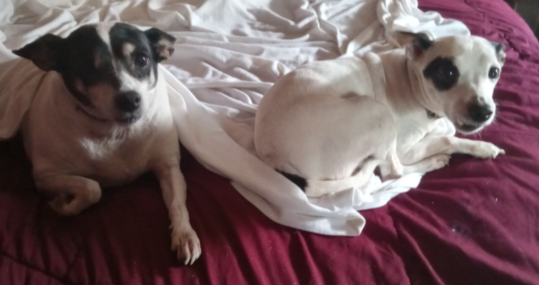 🐶❤️🐶 Why does the size of a dog affect its lifespan?🐶❤️🐶