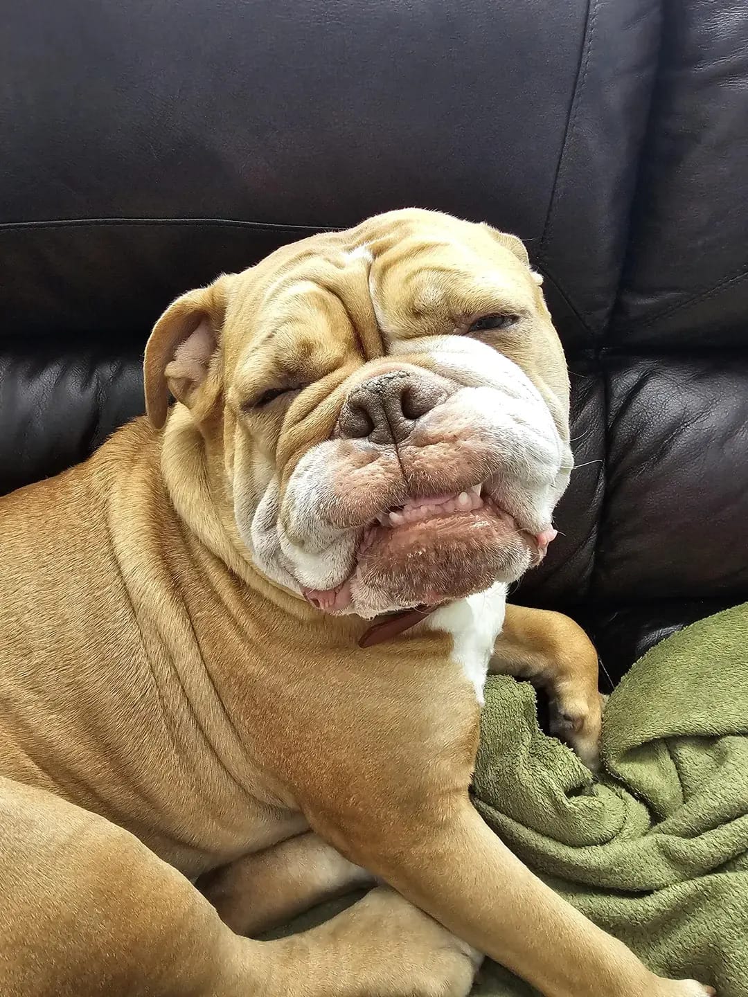 🐶❤️🐶 Meet Cheddar, he has the cheesiest grin! 🐶❤️🐶 