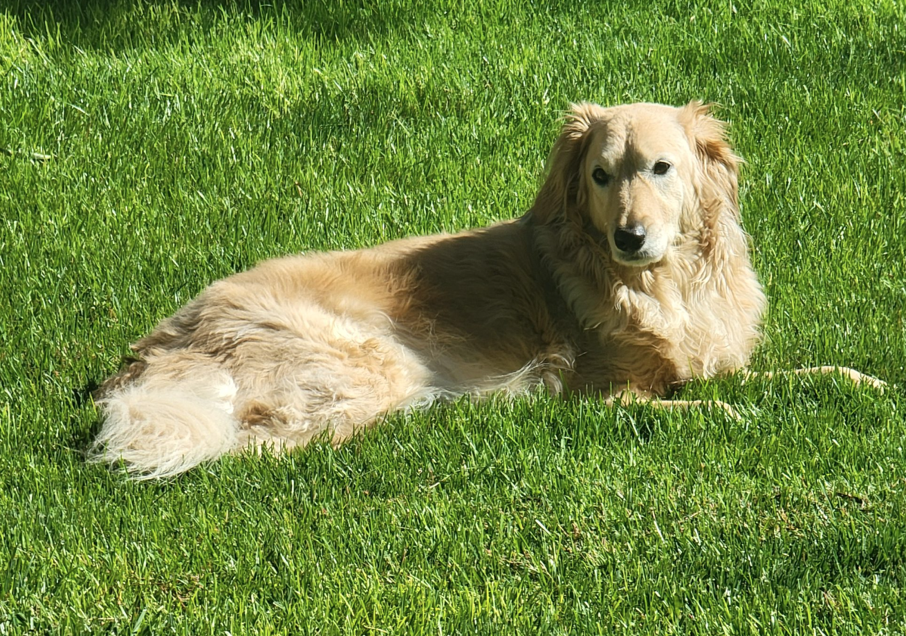 🐶❤️🐶 Why do dogs push their food around in their bowl? 🐶❤️🐶 