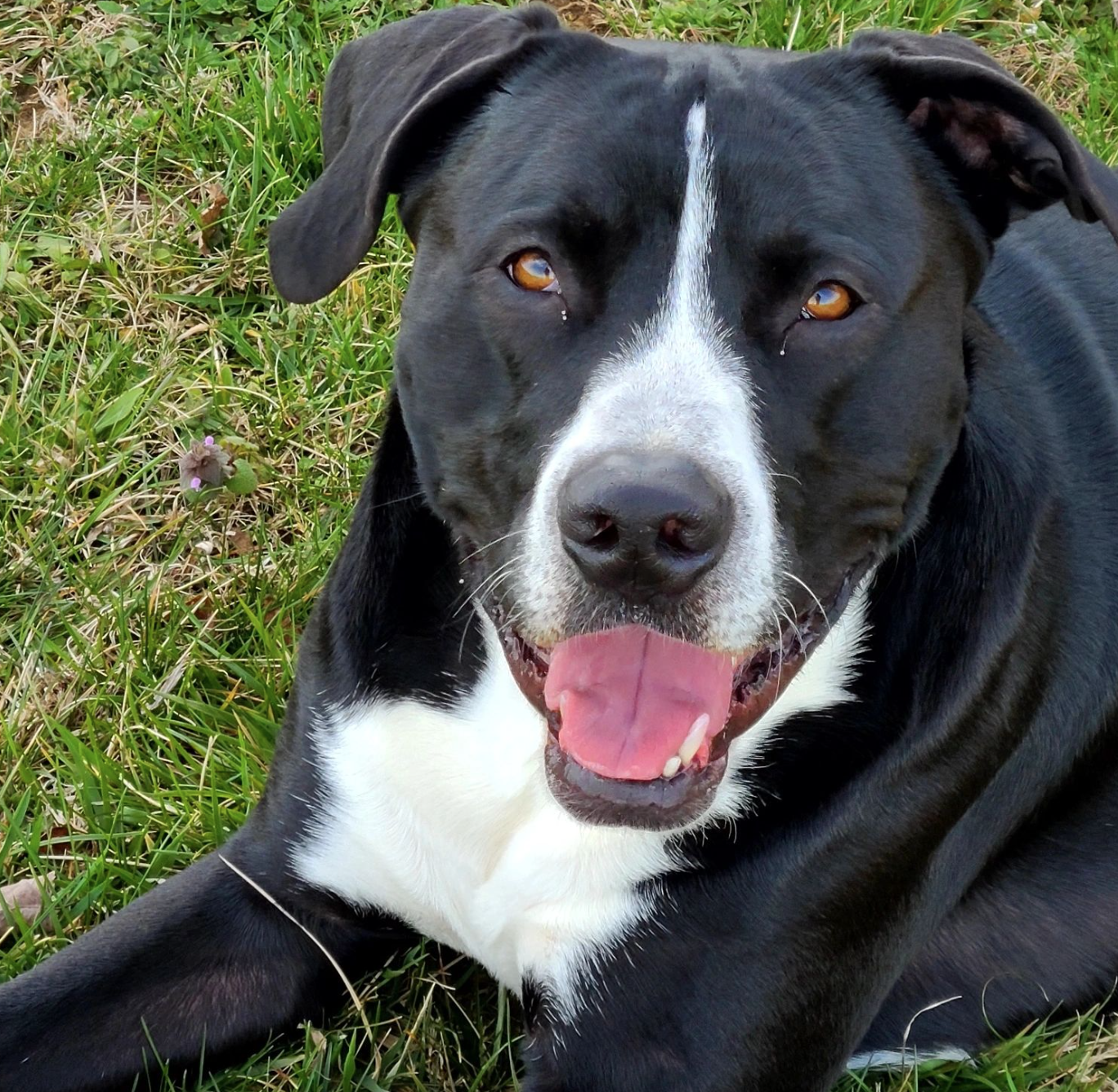 🐶❤️🐶 The unique bond of pups and cats 🐶❤️🐶  
