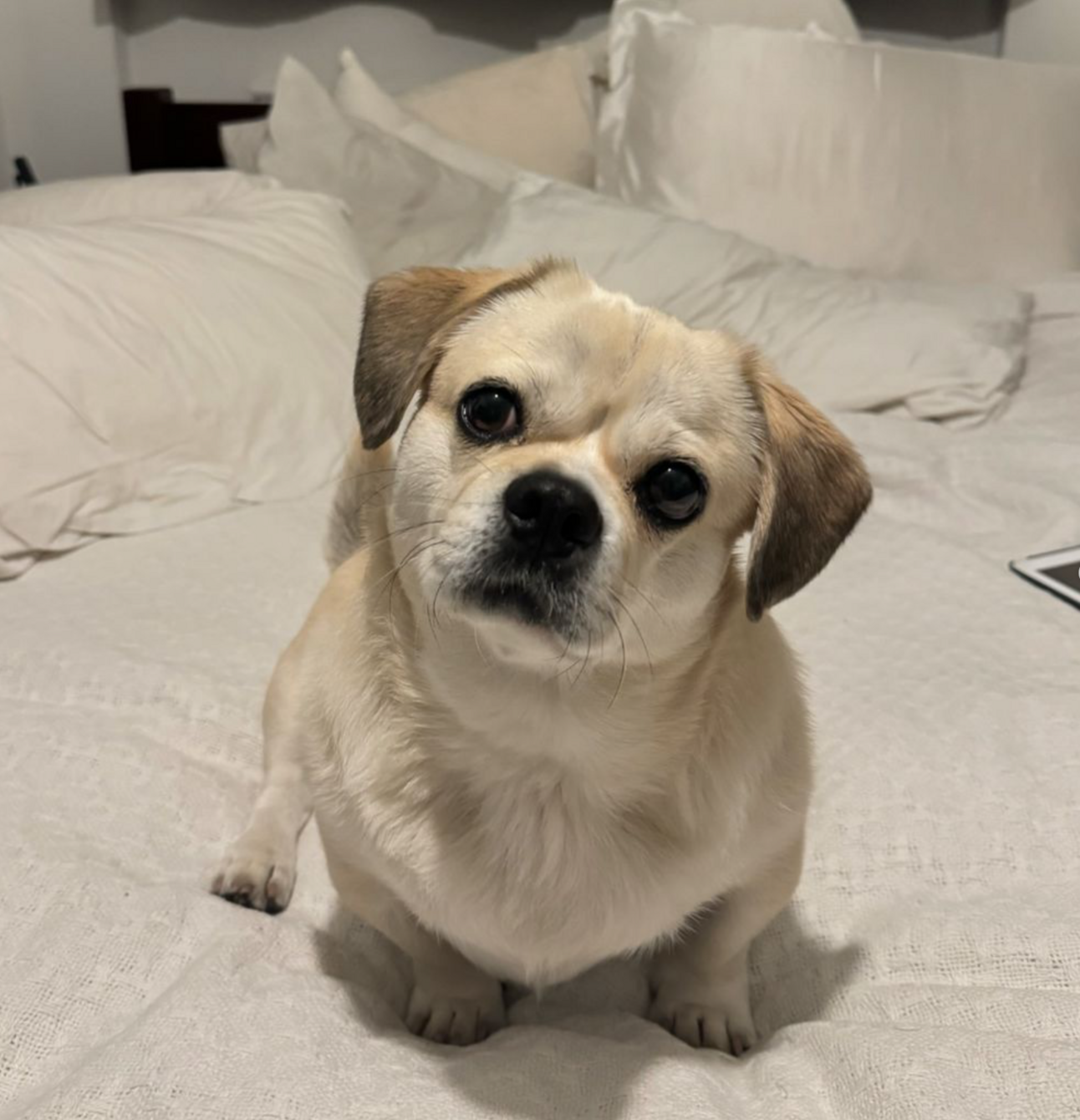 🐶❤️🐶 Don't miss our ADORABLE dog of the day! 🐶❤️🐶 