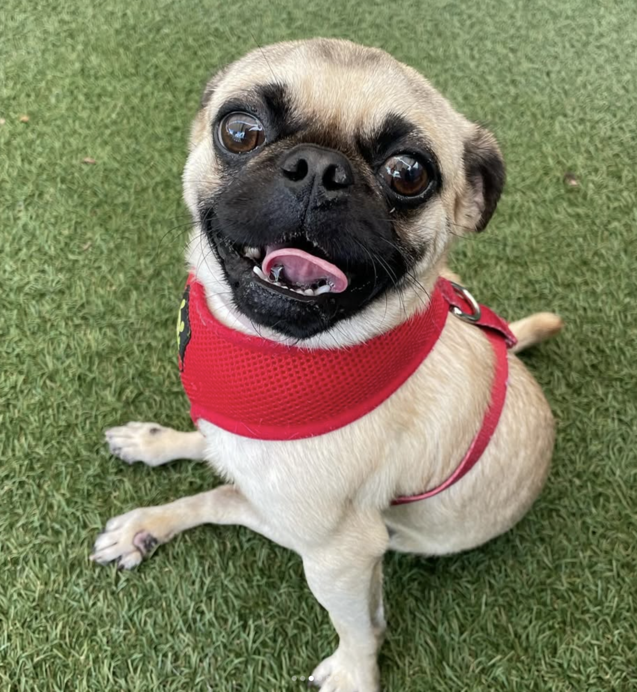 🐶❤️🐶 This is a very lucky doggo! 🐶❤️🐶    