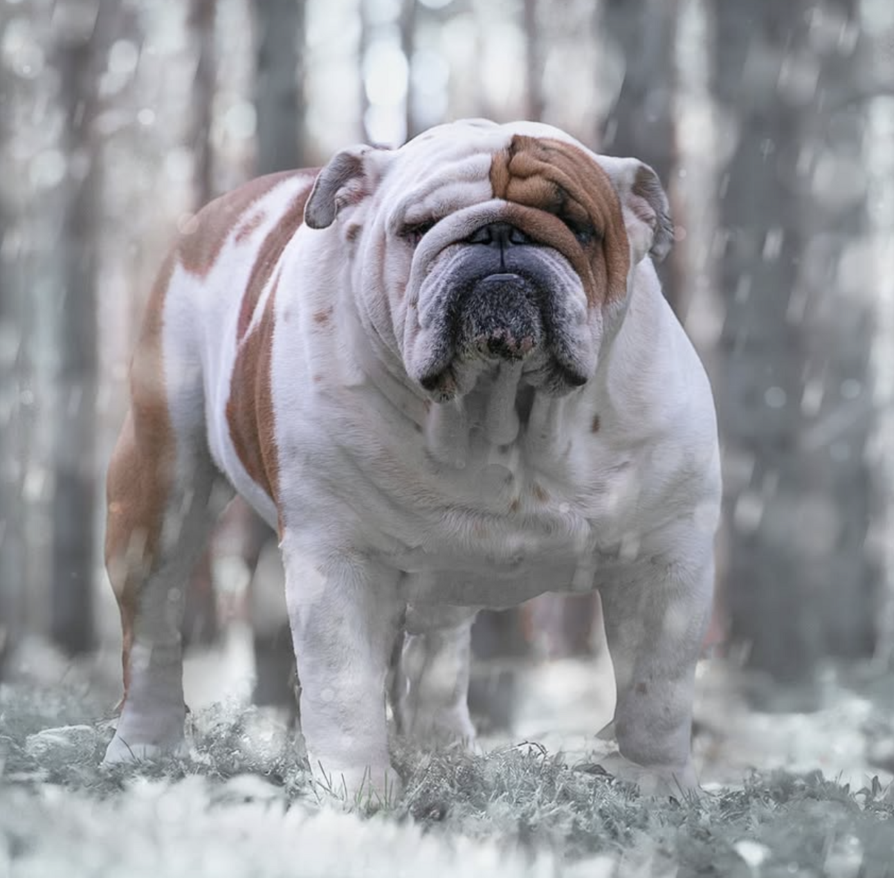 🐶❤️🐶 Loki loves winter! 🐶❤️🐶