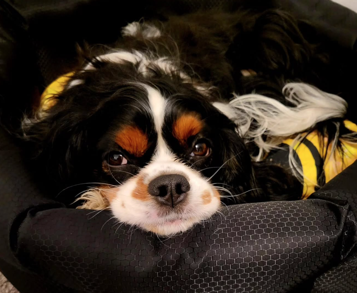 🐶❤️🐶 Why does my dog bring me toys? 🐶❤️🐶 