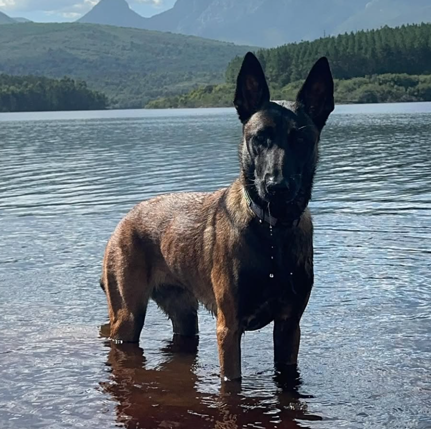 🐶❤️🐶 Why do dogs bite the water when they swim? 🐶❤️🐶 