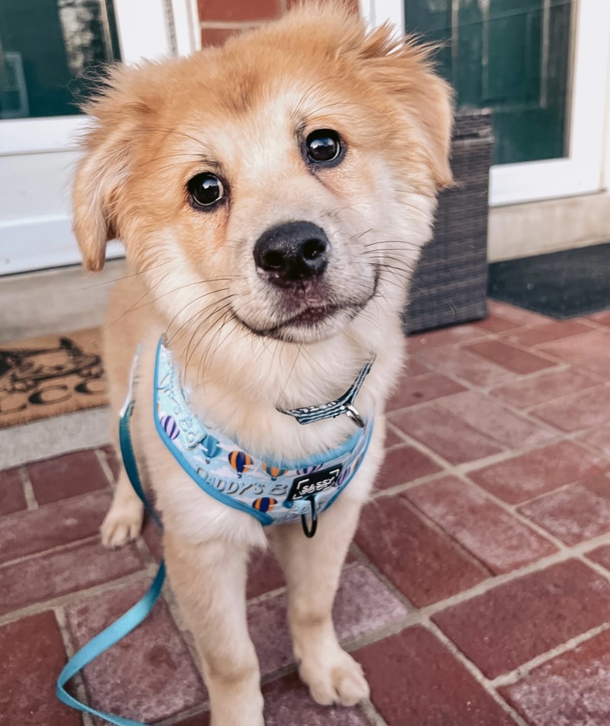 🐶❤️🐶 What to do for dog bee stings 🐶❤️🐶