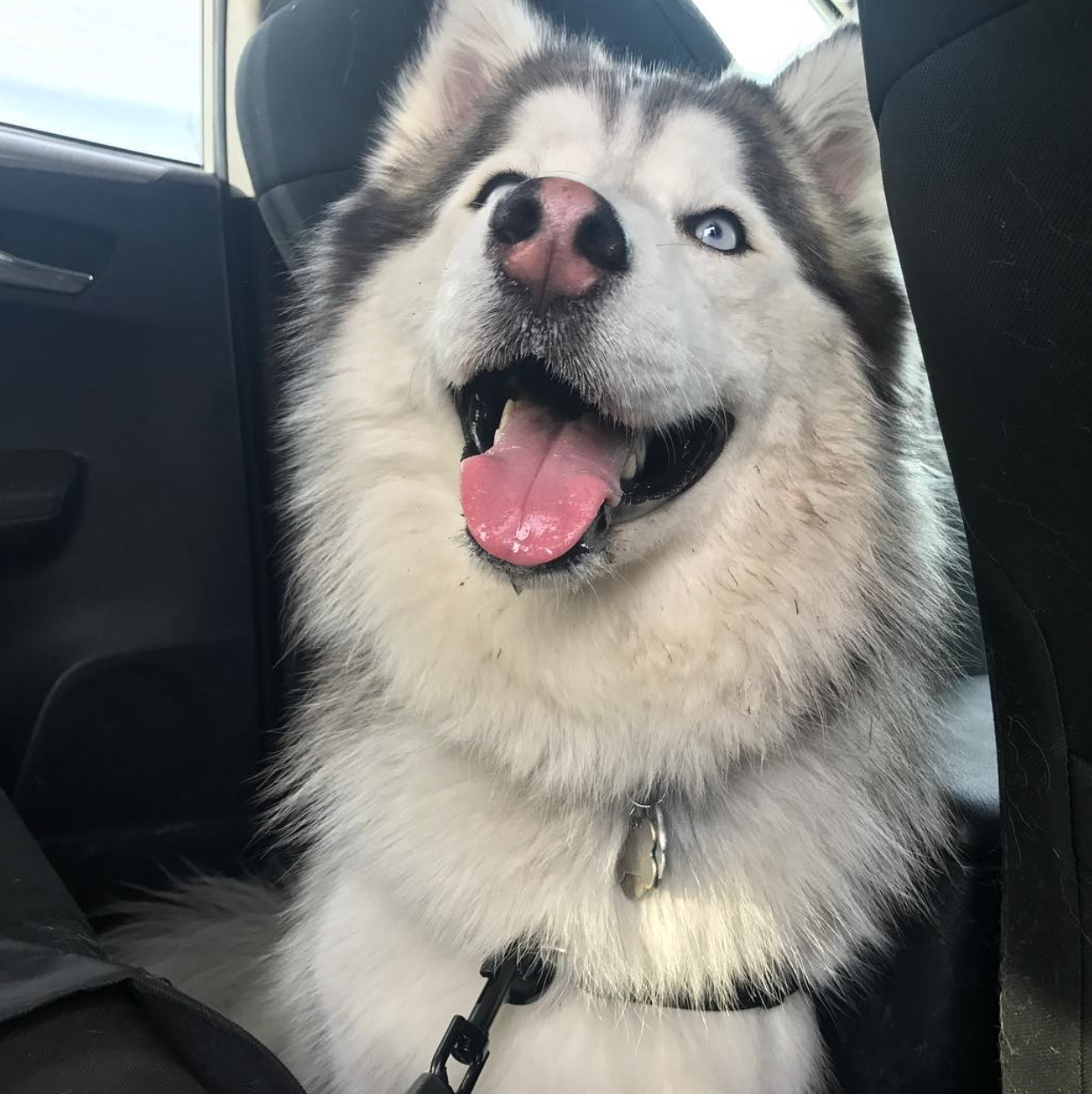 🐶❤️🐶 Are dog seatbelts effective? 🐶❤️🐶 