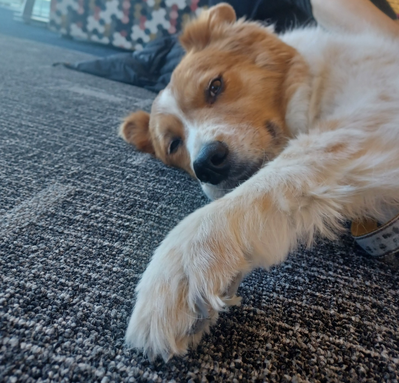 🐶❤️🐶 Why does my dog spin before lying down? 🐶❤️🐶