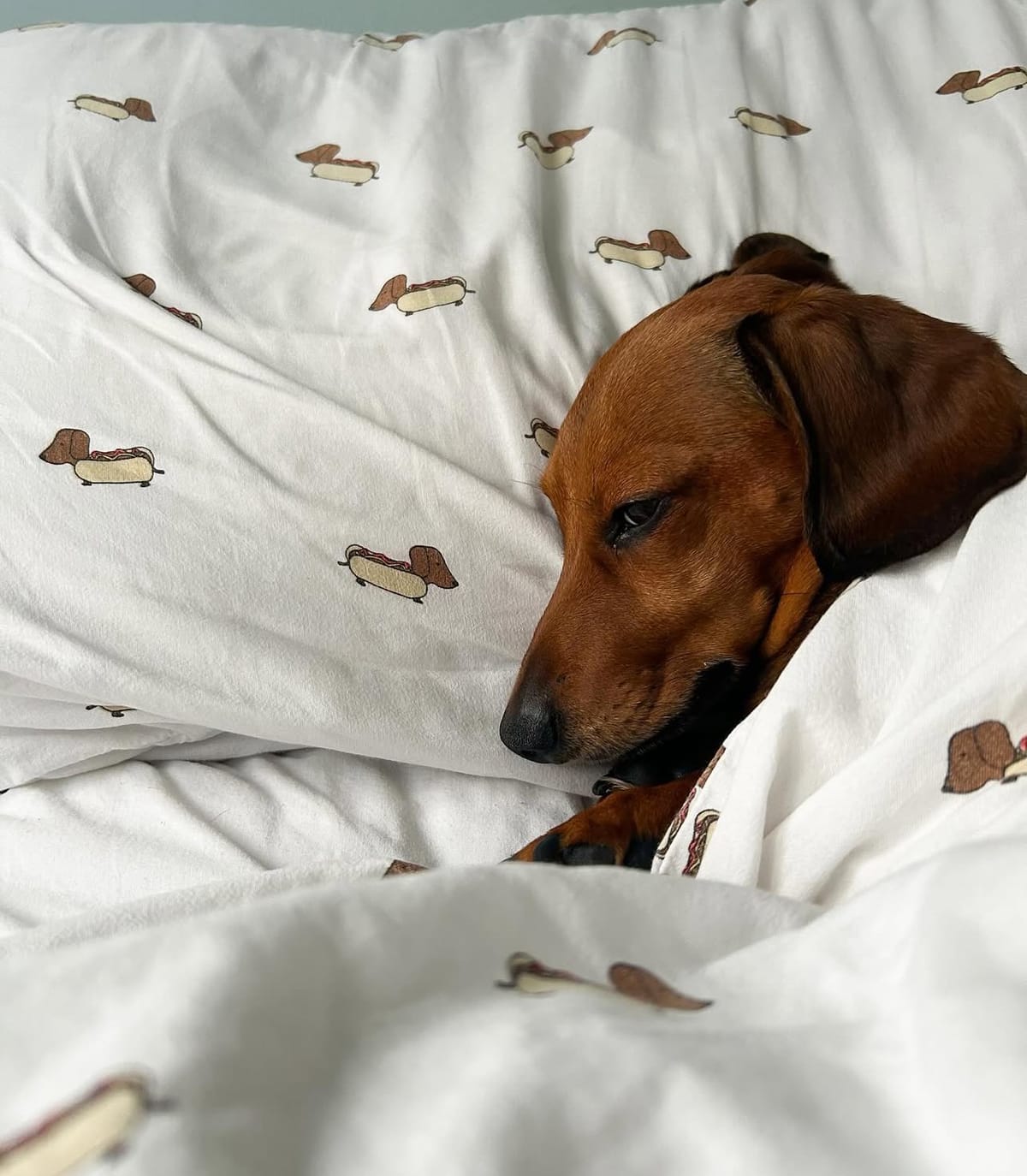 🐶❤️🐶 Is Sharing Your Bed with a Pup Good For You? 🐶❤️🐶 