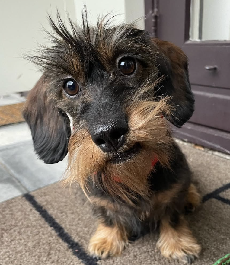 🐶❤️🐶 You have to see the adorable pup! 🐶❤️🐶 