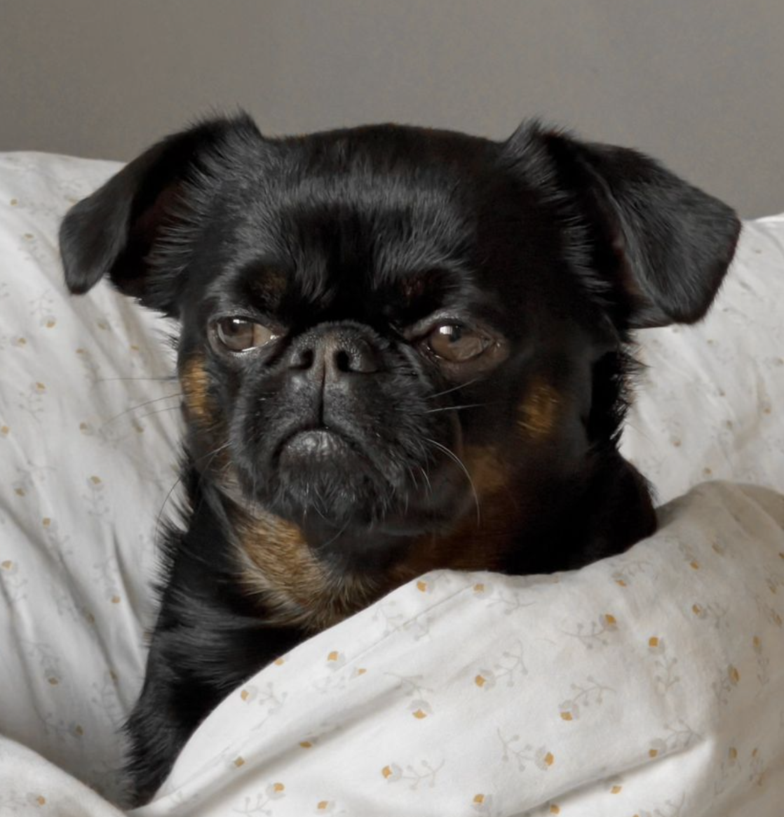 🐶❤️🐶 This one is definitely not a morning pup! 🐶❤️🐶