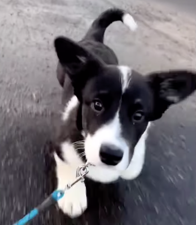 🐶❤️🐶 You're going to love this corgi! 🐶❤️🐶  