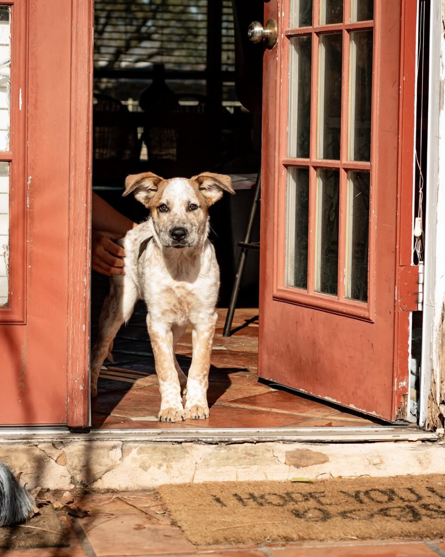 🐶❤️🐶 Does leaving music on for your dog actually help them feel better? 🐶❤️🐶