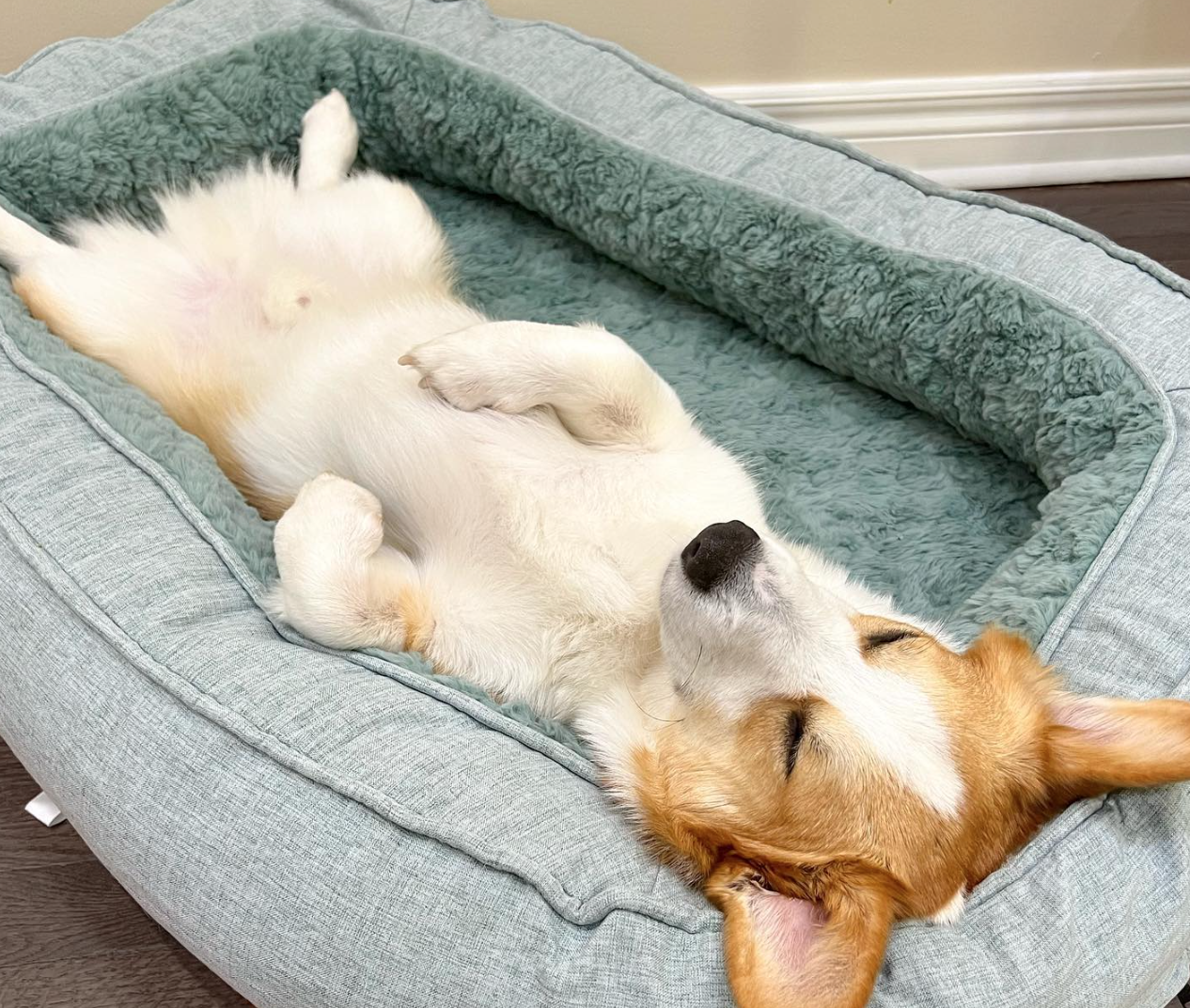 🐶❤️🐶 How do I keep my dog from falling out of my bed? 🐶❤️🐶 