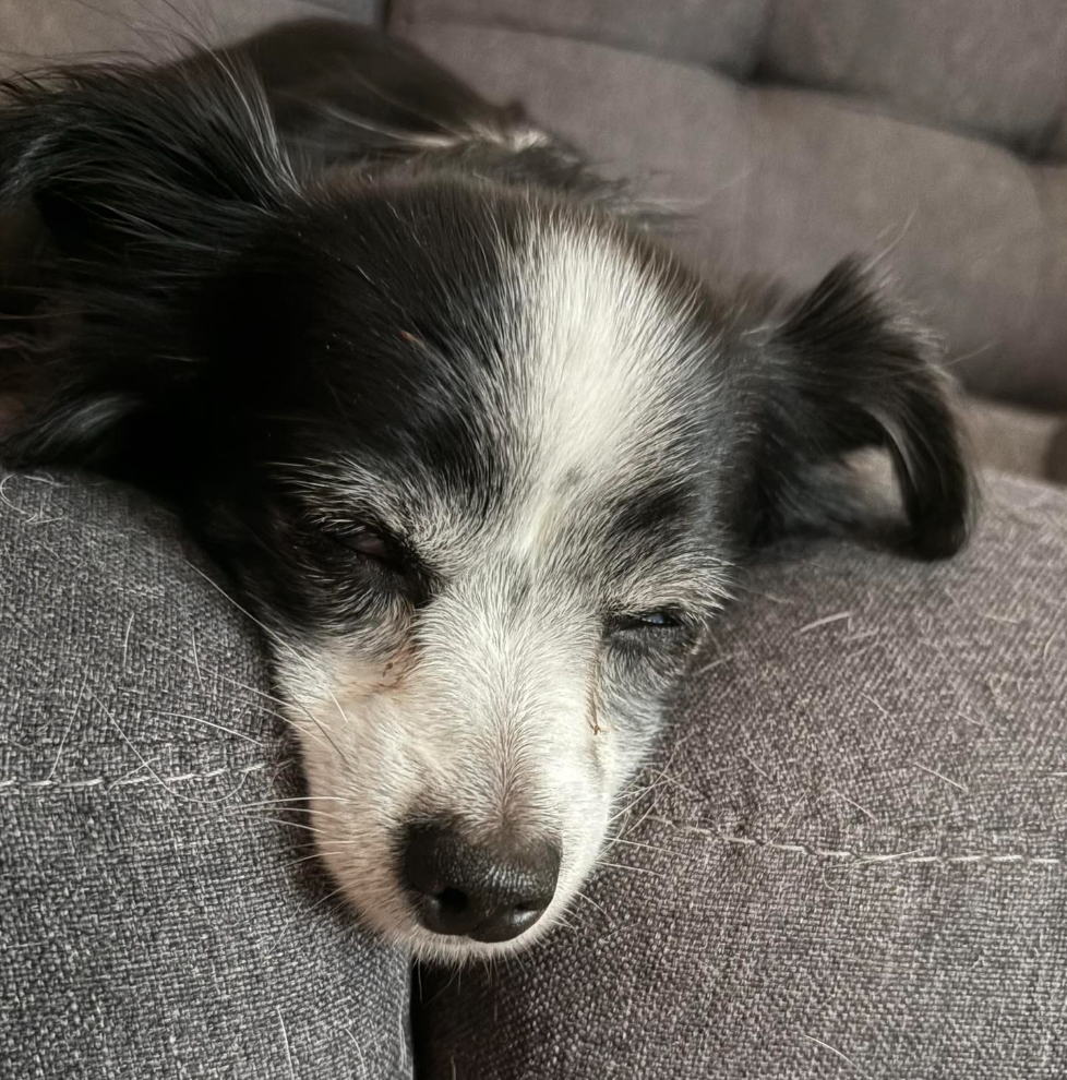 🐶❤️🐶 How can you tell if your dog needs a coat outside? 🐶❤️🐶