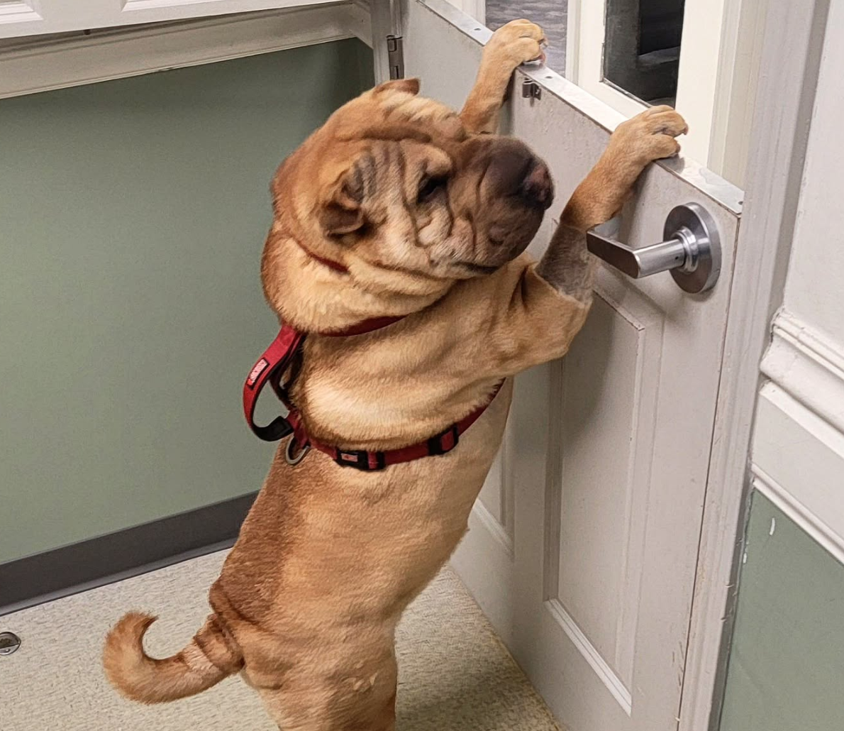 🐶❤️🐶 Why Do Dogs Howl at Sirens? 🐶❤️🐶  