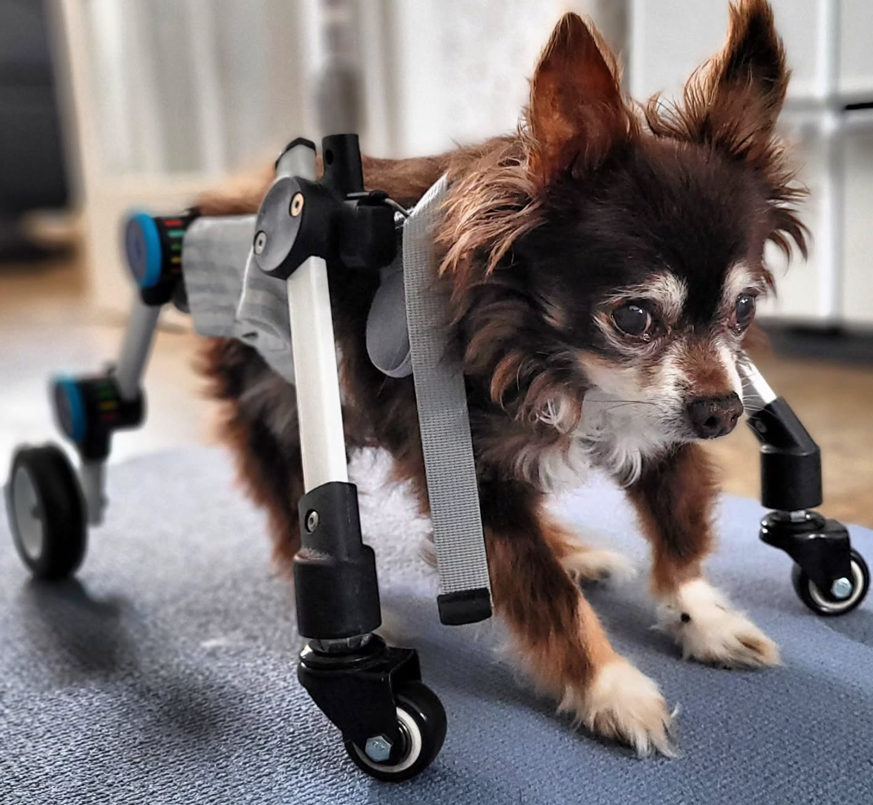 🐶❤️🐶 How do I help my dog with mobility issues? 🐶❤️🐶 