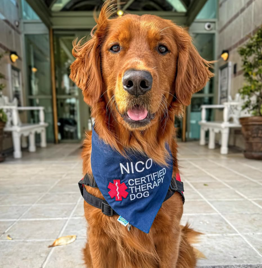 🐶❤️🐶 How much time goes into training a therapy dog? 🐶❤️🐶 