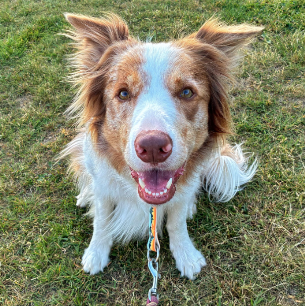 🐶❤️🐶 Myth Busting: Do Tail Wags Always Mean a Dog is Happy? 🐶❤️🐶 