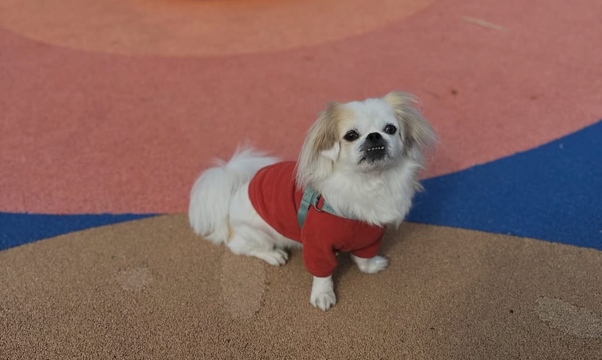 🐶❤️🐶 How to Prepare My Dog For a Far Away Move? 🐶❤️🐶