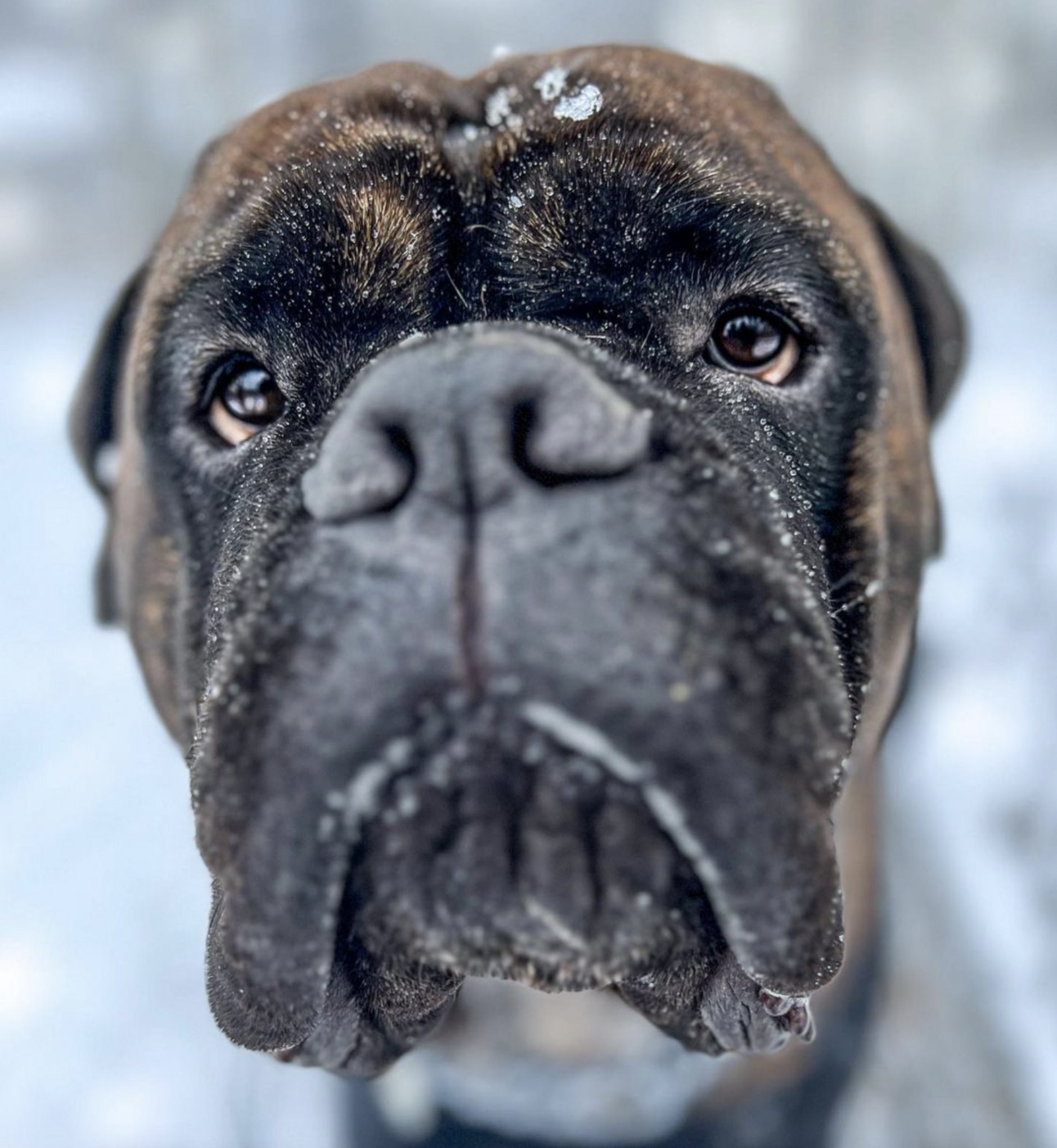 🐶❤️🐶 This pup has questions! 🐶❤️🐶  