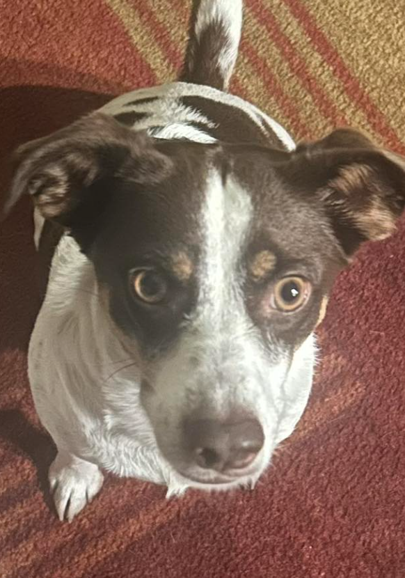 🐶❤️🐶 Why do some dogs shed so much in winter? 🐶❤️🐶 