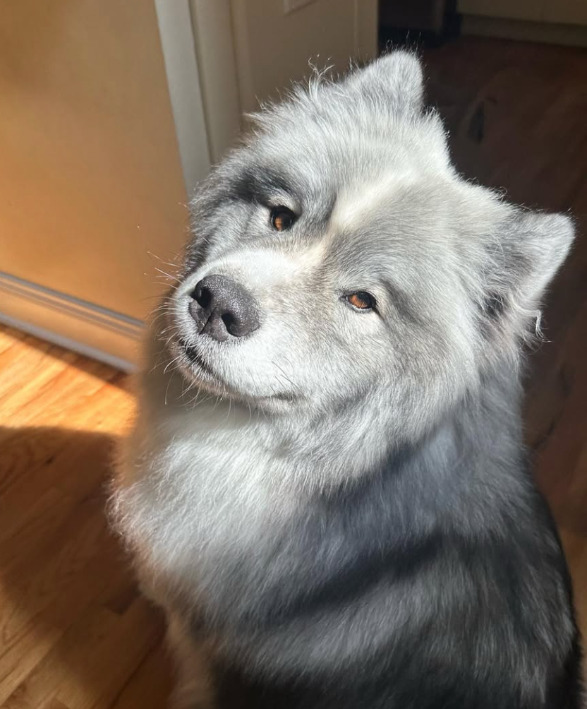 🐶❤️🐶 Why is my dog afraid of loud noises? 🐶❤️🐶