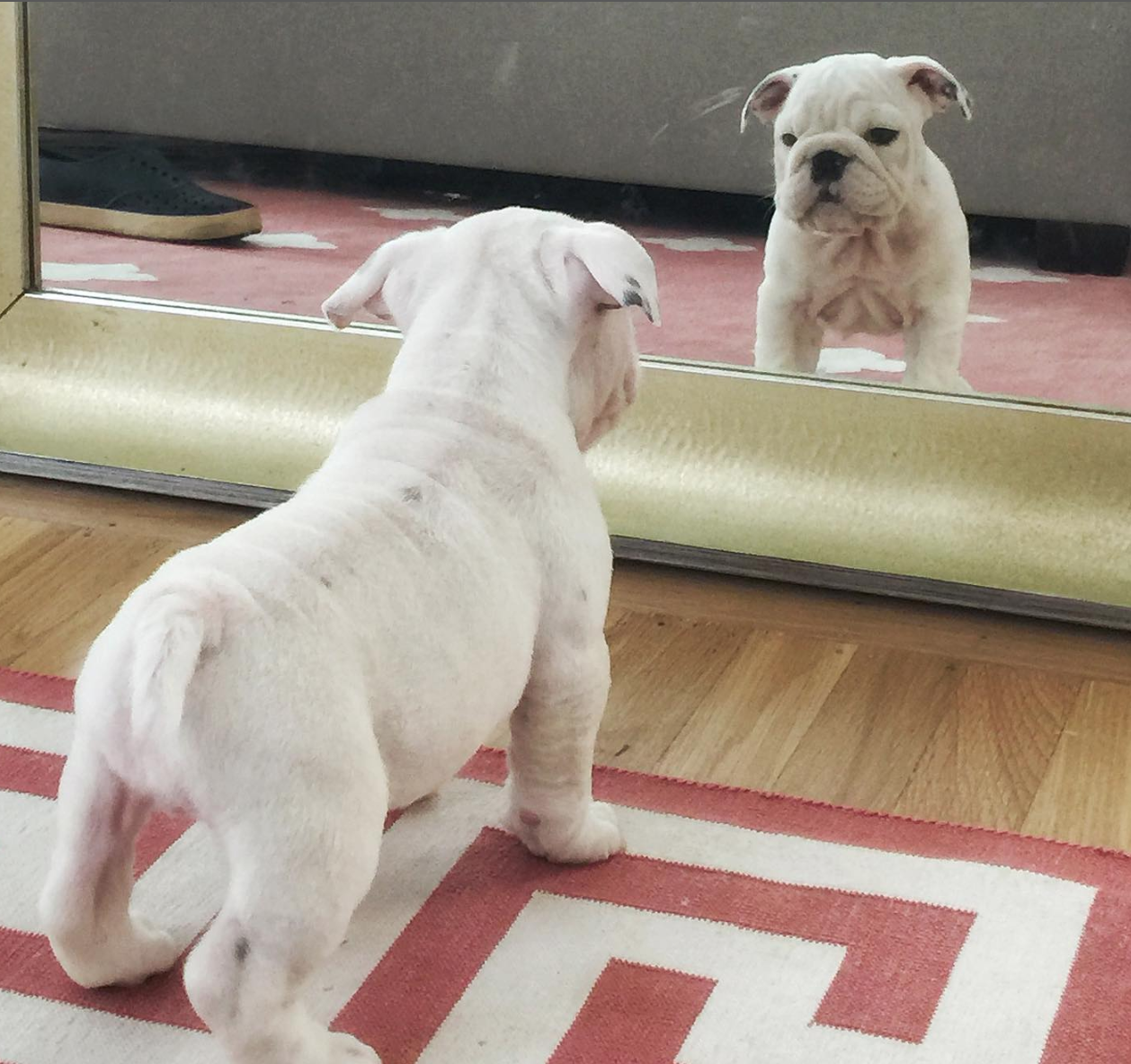 🐶❤️🐶 Why do some dogs not react to mirrors? 🐶❤️🐶 