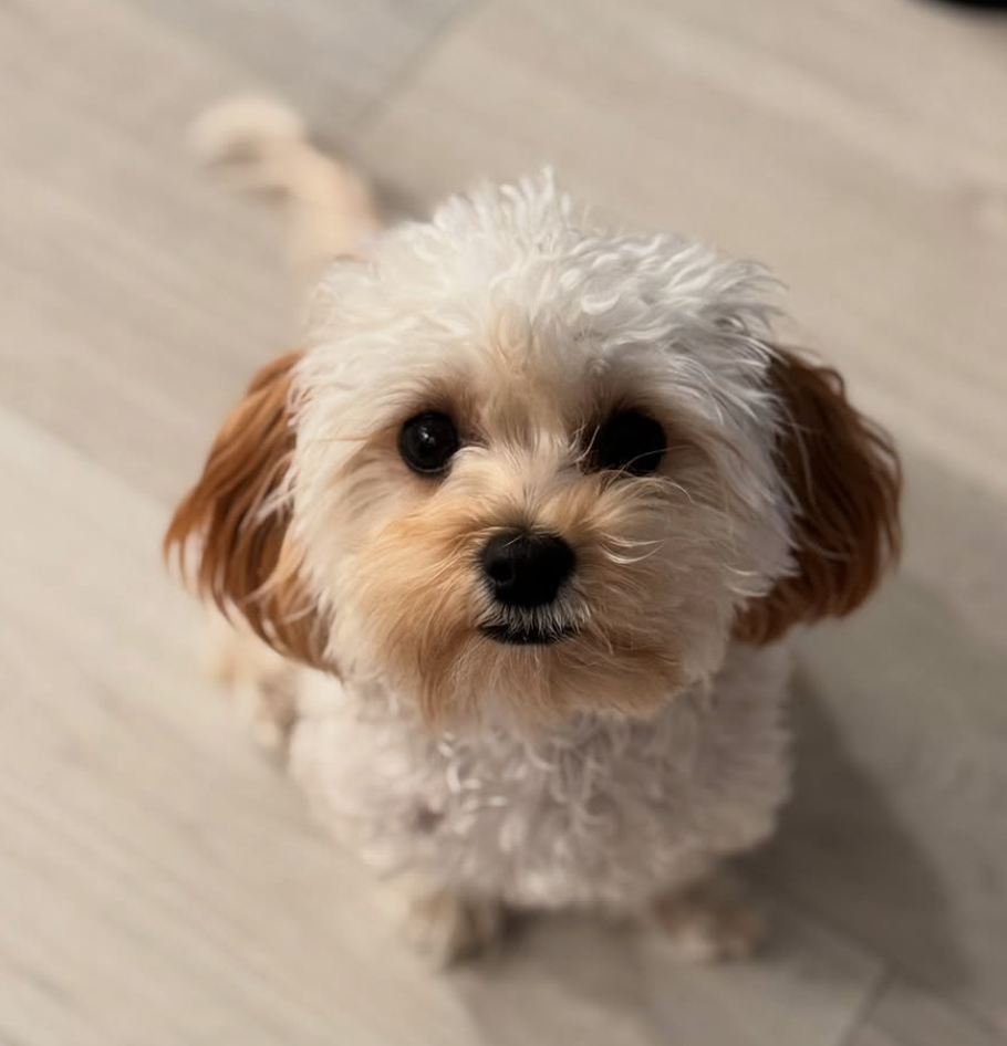 🐶❤️🐶 Why do dogs continually lick the floor? 🐶❤️🐶 