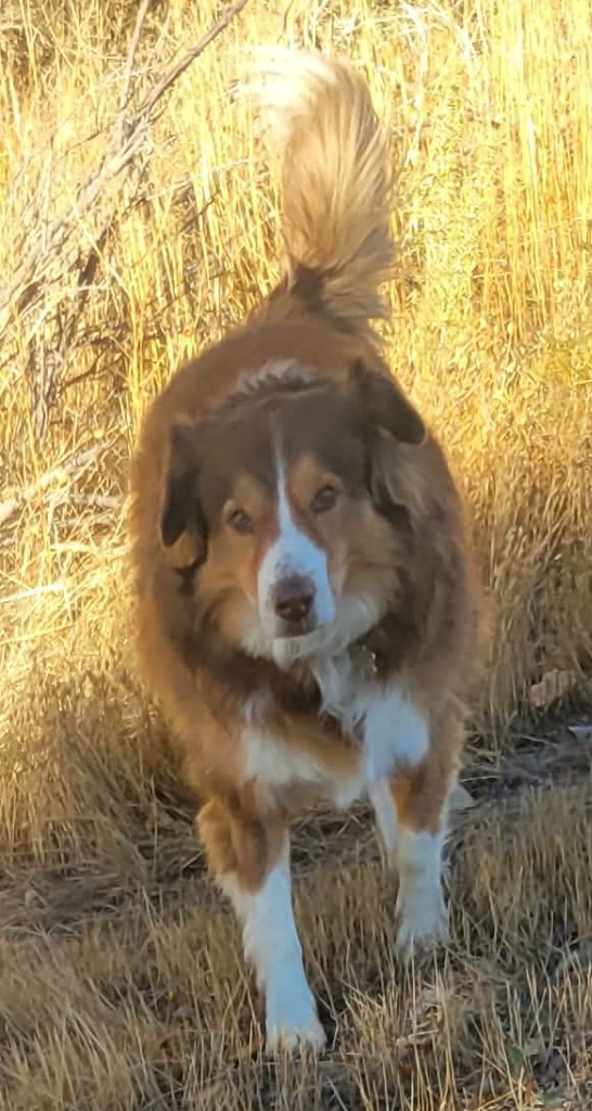 🐶❤️🐶 How to keep your pup safe among fallen leaves 🐶❤️🐶 