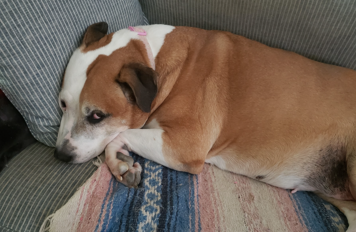 🐶❤️🐶 Why do dog paws smell like Fritos? 🐶❤️🐶 