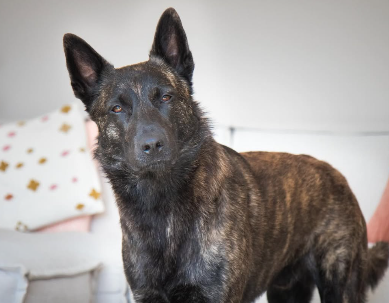 🐶❤️🐶 Why Do Dogs Chase Their Tails? 🐶❤️🐶