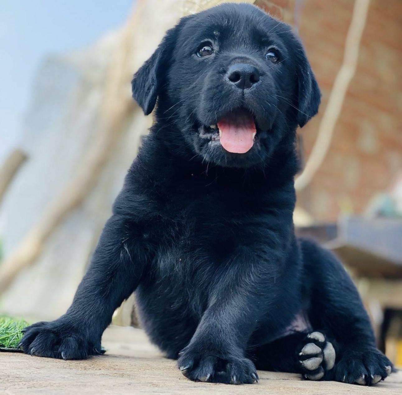 🐶❤️🐶 This adorable puppy is a very good boy! 🐶❤️🐶 