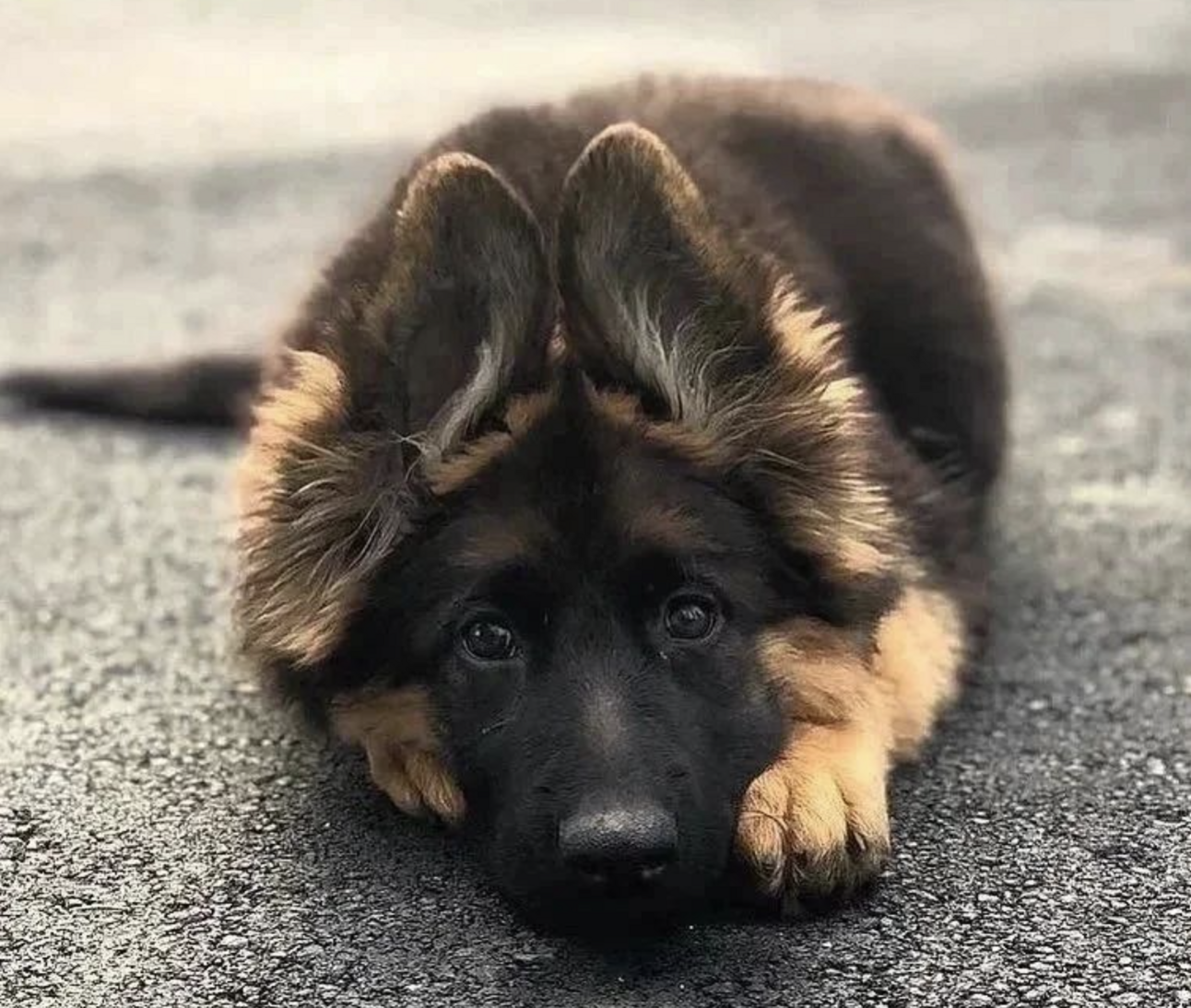 🐶❤️🐶 Is this the sweetest pup ever? 🐶❤️🐶 