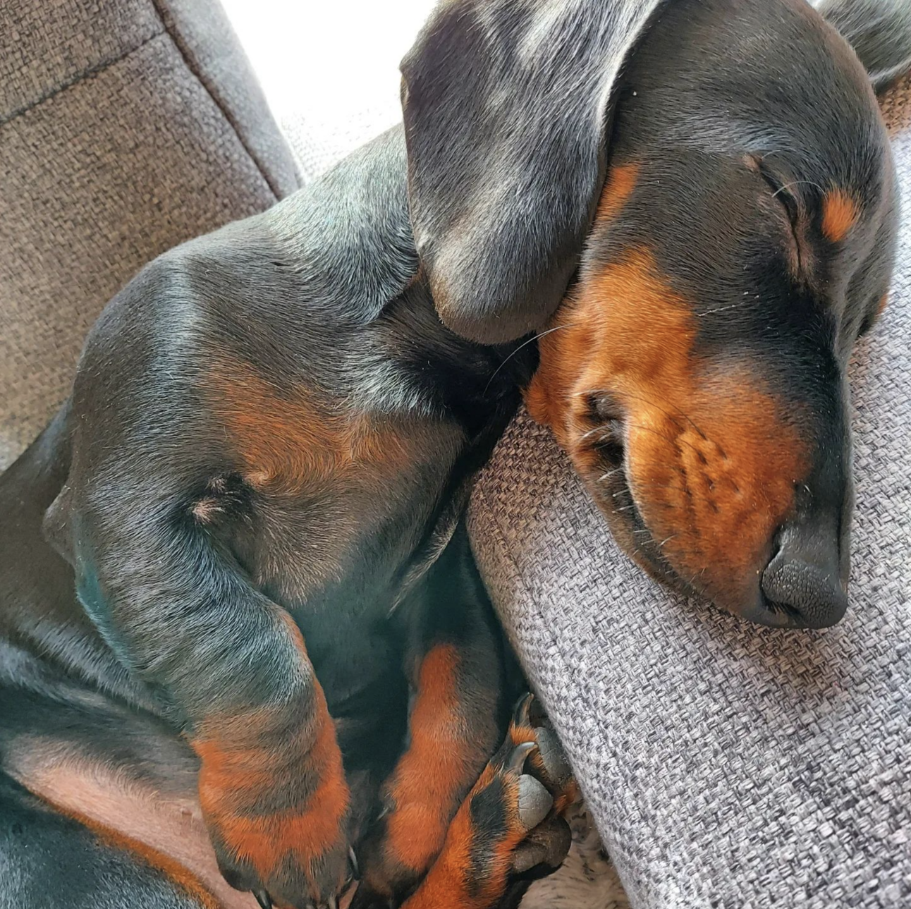 🐶❤️🐶 The Holidays Sure Wore This Pup Out! 🐶❤️🐶 