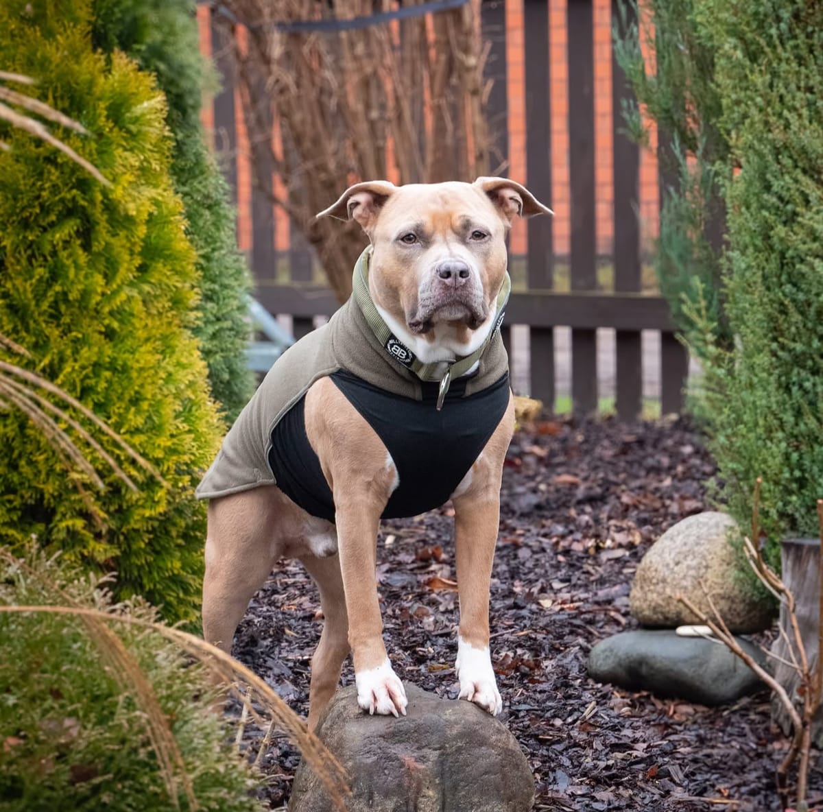 🐶❤️🐶 Why do dogs bark at garbage trucks? 🐶❤️🐶 