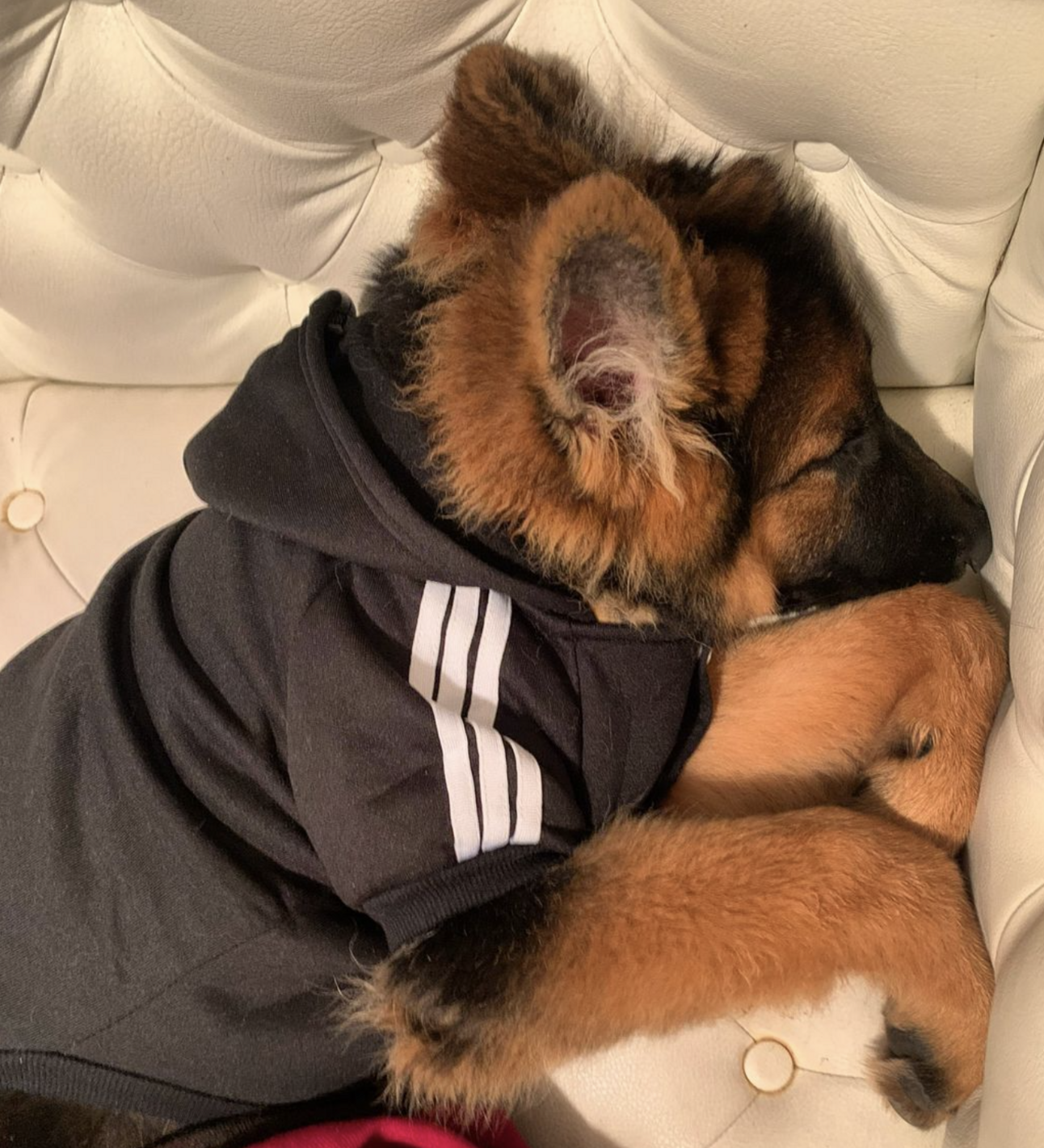 🐶❤️🐶 Are you ready to be a rescue hero? 🐶❤️🐶 