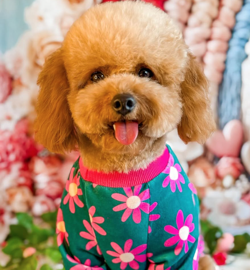 🐶❤️🐶 How do I help my dog adjust to a new home?🐶❤️🐶  