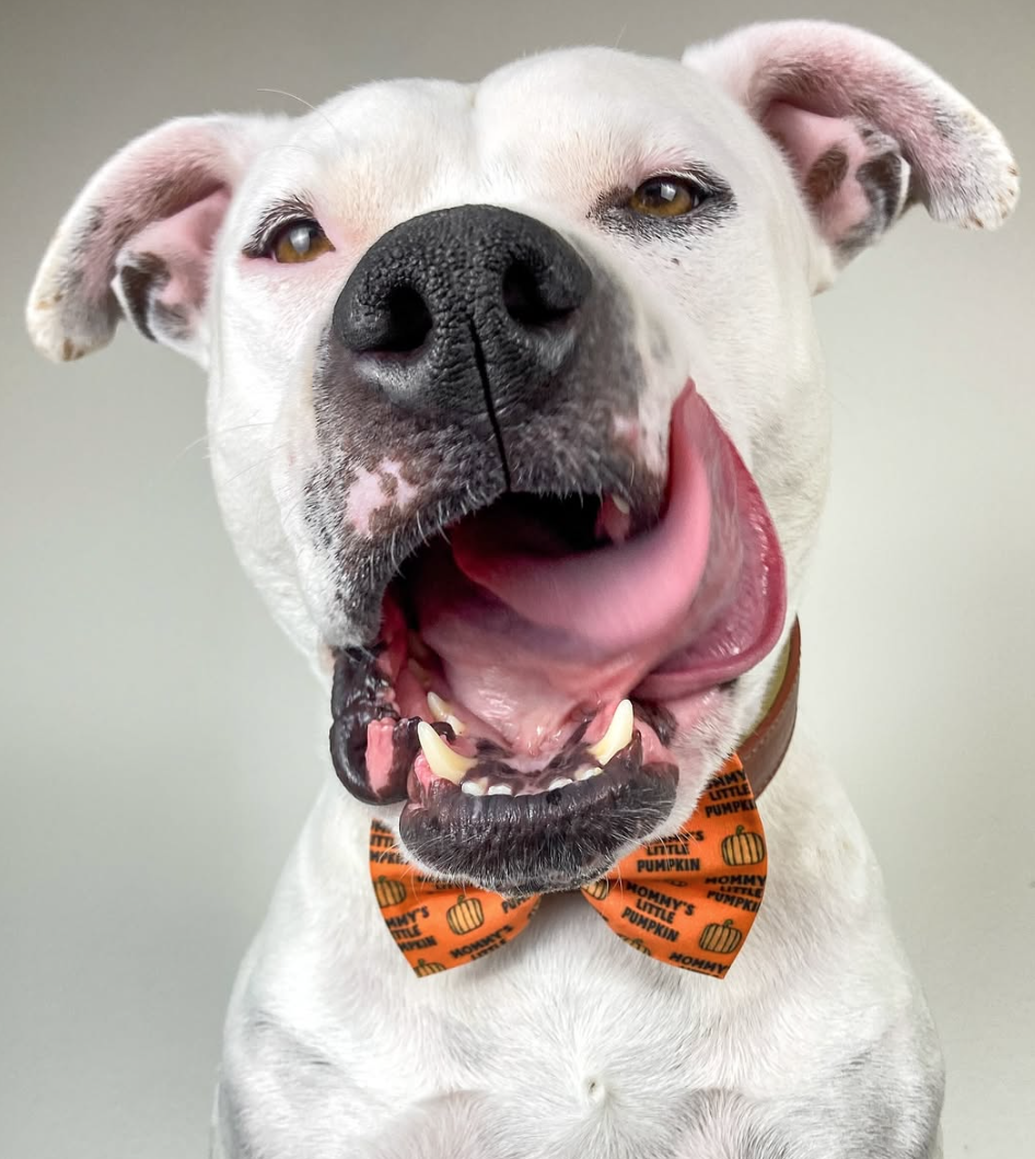 🐶❤️🐶 How to safely enjoy candles with dogs in the house 🐶❤️🐶